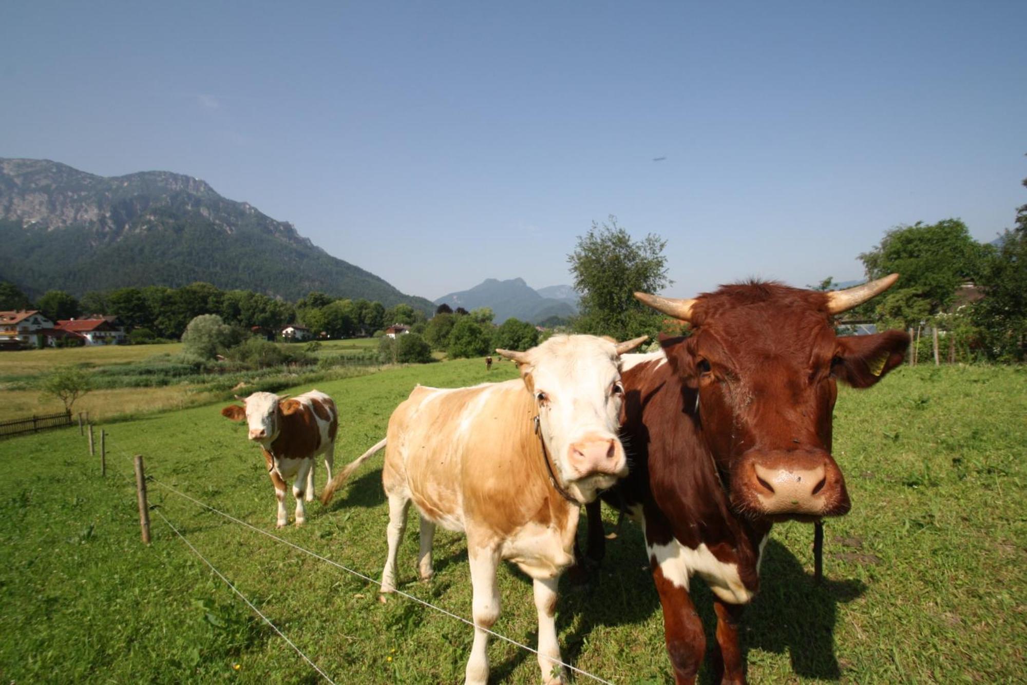 Bachbauernhof Leilighet Bayerisch Gmain Eksteriør bilde